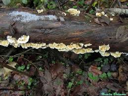 Attēlu rezultāti vaicājumam “Plicatura nivea”