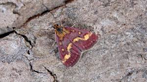 Attēlu rezultāti vaicājumam “Pyrausta purpuralis”