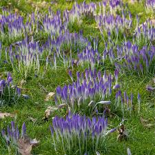 Attēlu rezultāti vaicājumam “Crocus tommasinianus”