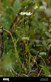 Attēlu rezultāti vaicājumam “Sagina nodosa”