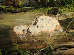 Attēlu rezultāti vaicājumam “Fuligo septica cf. rufa”