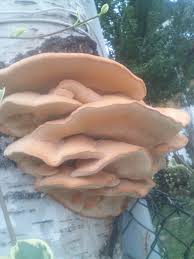 Attēlu rezultāti vaicājumam “Sarcodontia crocea”