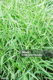 Attēlu rezultāti vaicājumam “Glyceria maxima leaf”