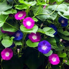 Image result for Ipomoea purpurea