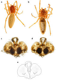 Attēlu rezultāti vaicājumam “Chloris chloris female”