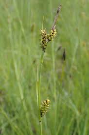 Attēlu rezultāti vaicājumam “Carex remota fruit”