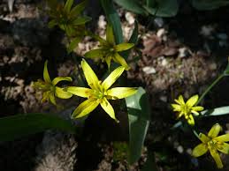 Attēlu rezultāti vaicājumam “Gagea lutea leaf”