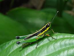 Attēlu rezultāti vaicājumam “Acrididae”