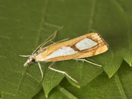 Attēlu rezultāti vaicājumam “Catoptria permutatellus”