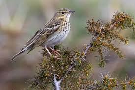 Attēlu rezultāti vaicājumam “Anthus trivialis adult”