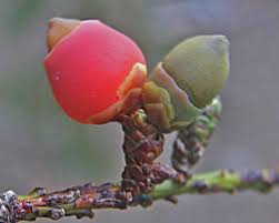Attēlu rezultāti vaicājumam “Taxus baccata bud”