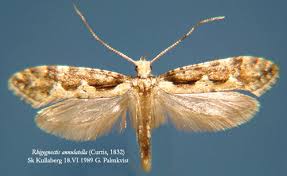 Attēlu rezultāti vaicājumam “Rhynocoris annulatus imago”