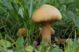 Attēlu rezultāti vaicājumam “Phaeolepiota aurea”