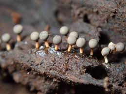 Attēlu rezultāti vaicājumam “Diderma floriforme macro”