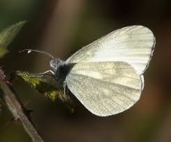 Attēlu rezultāti vaicājumam “Leptidea sinapis”