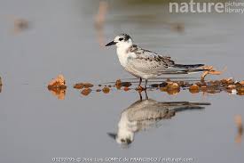Attēlu rezultāti vaicājumam “Chlidonias hybrida”