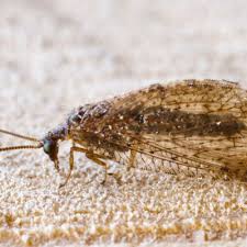 Attēlu rezultāti vaicājumam “Hemerobius perelegans”