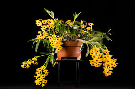 Attēlu rezultāti vaicājumam “Chrysotoxum sp.”