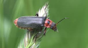 Attēlu rezultāti vaicājumam “Cantharis rustica”