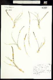 Attēlu rezultāti vaicājumam “Triglochin maritimum”