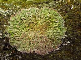 Attēlu rezultāti vaicājumam “Physconia enteroxantha”