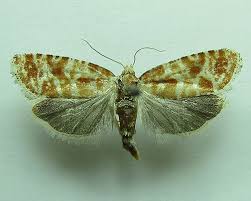 Attēlu rezultāti vaicājumam “Rhyacionia pinicolana”