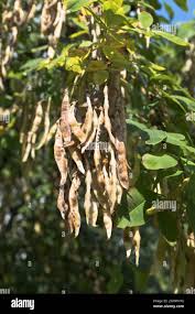 Attēlu rezultāti vaicājumam “Laburnum alpinum fruit”