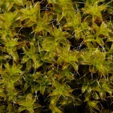 Attēlu rezultāti vaicājumam “Syntrichia virescens”