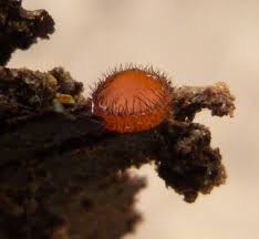 Attēlu rezultāti vaicājumam “Scutellinia scutellata”