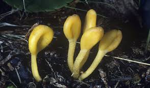 Attēlu rezultāti vaicājumam “Geoglossum sp.”