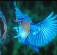 Cornell News: Bluebird nest boxes
