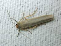 Attēlu rezultāti vaicājumam “Parapoynx stratiotata male”