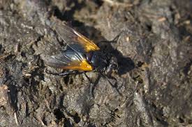 Attēlu rezultāti vaicājumam “Mesembrina meridiana”