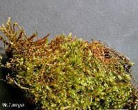 Attēlu rezultāti vaicājumam “Bryum pallens”