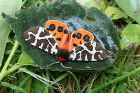 Attēlu rezultāti vaicājumam “Arctia caja imago”