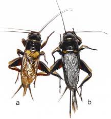 Attēlu rezultāti vaicājumam “Gryllus domesticus”