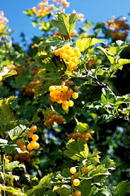 Attēlu rezultāti vaicājumam “Viburnum opulus fruit”