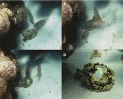 Image result for Sparisoma frondosum