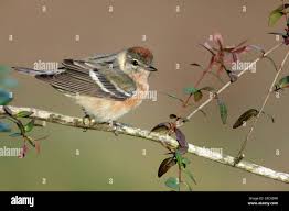 Image result for Dendroica castanea