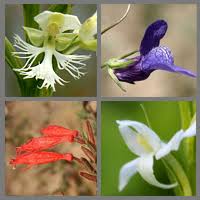 Attēlu rezultāti vaicājumam “Triglochin palustre flower”