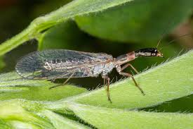 Attēlu rezultāti vaicājumam “Raphidioptera”