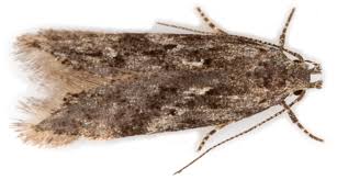 Attēlu rezultāti vaicājumam “Carpatolechia alburnella”