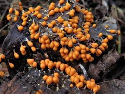 Attēlu rezultāti vaicājumam “Leocarpus fragilis spores”