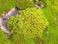 Attēlu rezultāti vaicājumam “Tortula truncata”