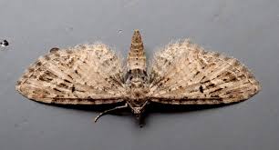 Attēlu rezultāti vaicājumam “Eupithecia exiguata”