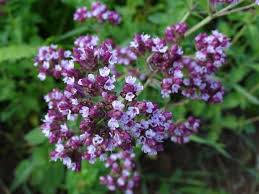Image result for Origanum majorana