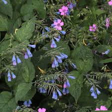 Attēlu rezultāti vaicājumam “Symphytum asperum leaf”