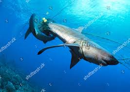 Image result for Carcharhinus galapagensis