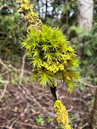 Attēlu rezultāti vaicājumam “Neckera pennata sporophyte”