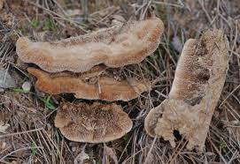 Attēlu rezultāti vaicājumam “Gloeophyllum trabeum”